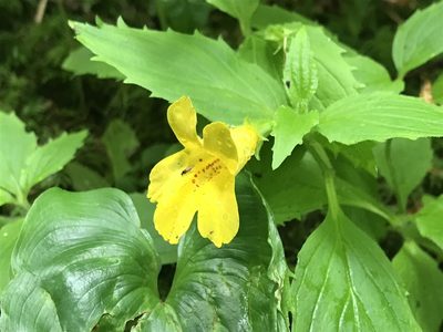 Erythranthe dentata, photographed by walkingfern