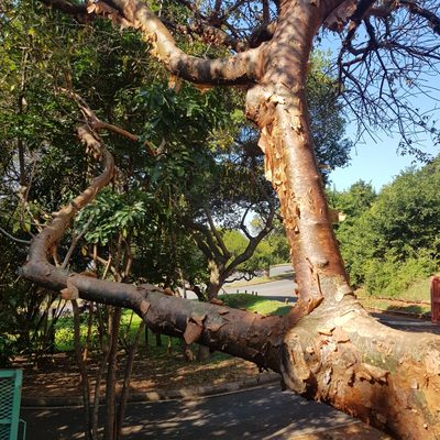 Commiphora harveyi, photographed by Margaret Burger