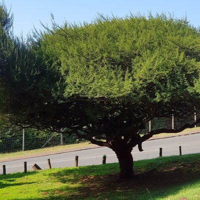 Vachellia tortilis, photographed by Margaret Burger
