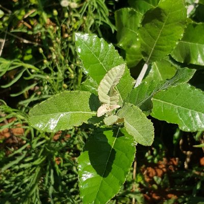Brachylaena discolor, photographed by Margaret Burger
