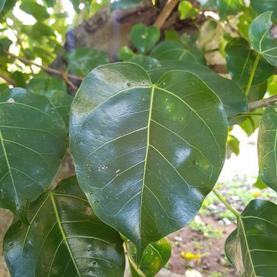 Ficus polita, photographed by Margaret Burger