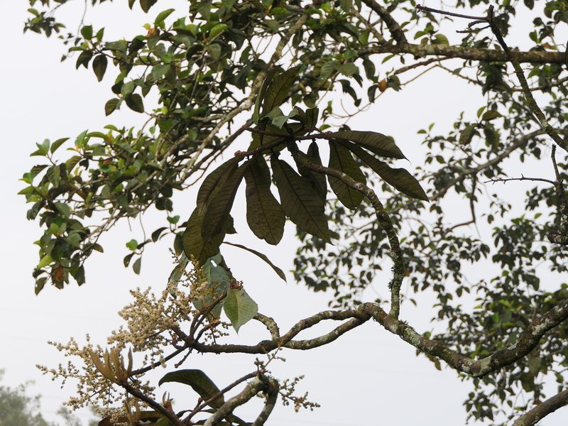 Holigarna grahamii, photographed by Dinesh Valke