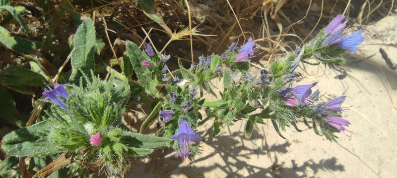 Echium gaditanum, photographed by Santiago Martín-Bravo