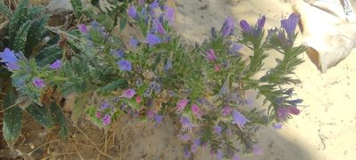 Echium gaditanum, photographed by Santiago Martín-Bravo