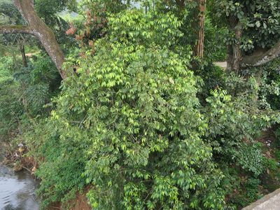 Hydnocarpus pentandrus, photographed by Dinesh Valke
