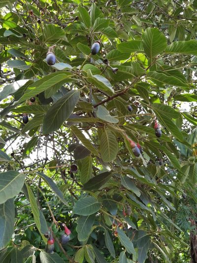 Ocotea sinuata, photographed by Eduardo Chacón Madrigal