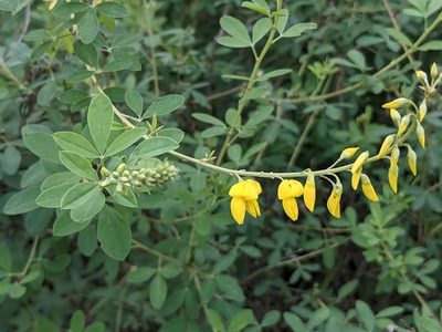 Cytisus nigricans, photographed by Zoltán Stekkelpak