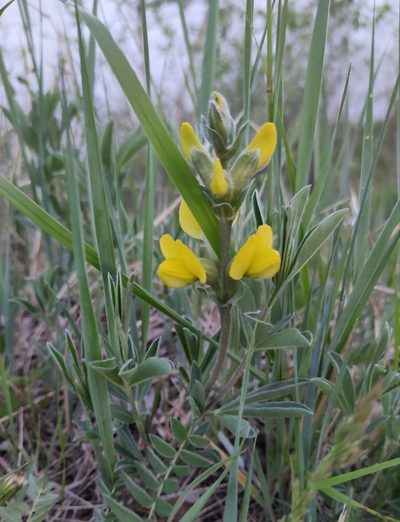 Thermopsis lanceolata, photographed by Юлия