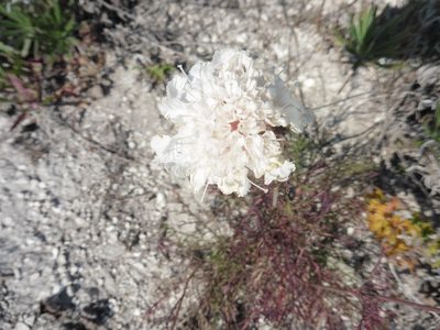 Lomelosia isetensis, photographed by Силаева Татьяна Борисовна