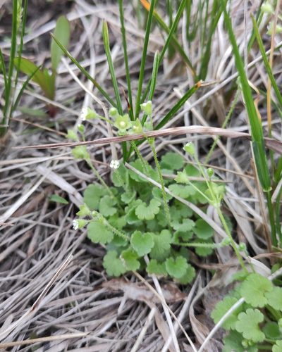 Androsace gmelinii, photographed by Юлия