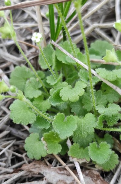 Androsace gmelinii, photographed by Юлия