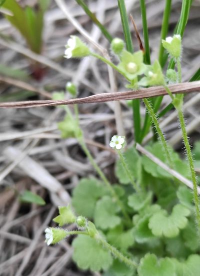 Androsace gmelinii, photographed by Юлия