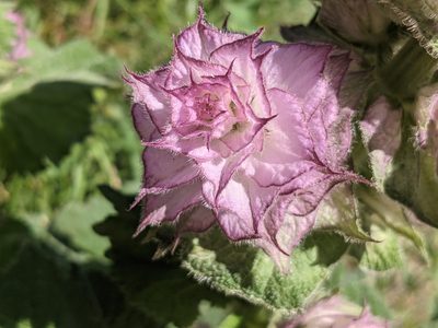 Salvia sclarea, photographed by Zoltán Stekkelpak