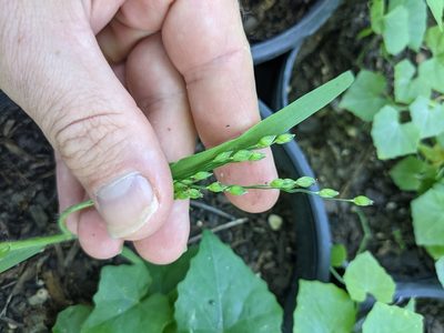 Panicum miliaceum, photographed by Cleveland Powell