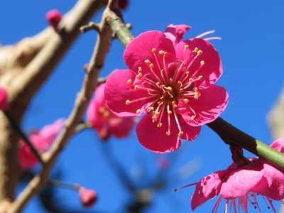Prunus mume, photographed by Marco Mussita