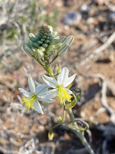 Bulbine triebneri, photographed by Dave U