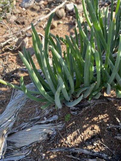 Bulbine triebneri, photographed by Dave U