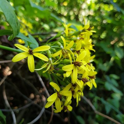 Senecio tamoides, photographed by Margaret Burger