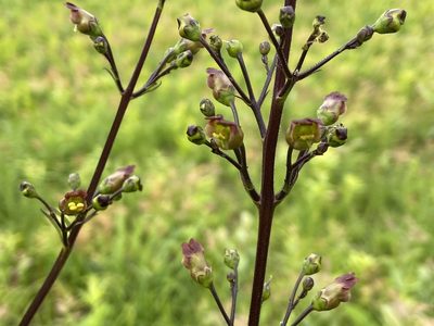 Scrophularia lanceolata, photographed by Reid Hardin