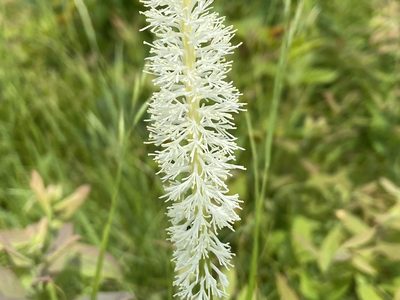 Chamaelirium luteum, photographed by Reid Hardin