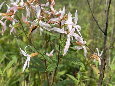 Gillenia trifoliata, photographed by Reid Hardin