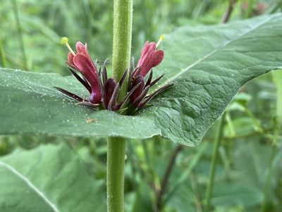Triosteum perfoliatum, photographed by Reid Hardin