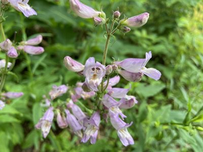 Penstemon canescens, photographed by Reid Hardin