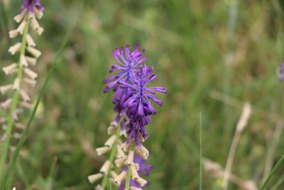 Muscari tenuiflorum, photographed by Florencia Grattarola