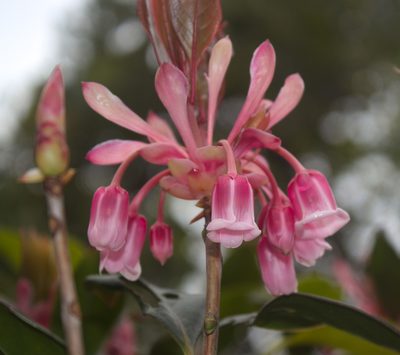 Enkianthus quinqueflorus, photographed by portioid