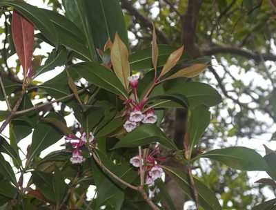 Enkianthus quinqueflorus, photographed by portioid