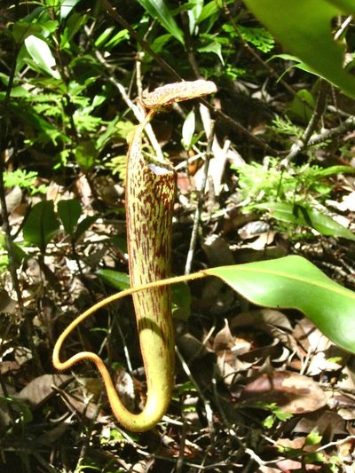 Nepenthes stenophylla, photographed by Shawn O'Donnell
