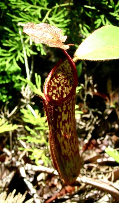 Nepenthes stenophylla, photographed by Shawn O'Donnell