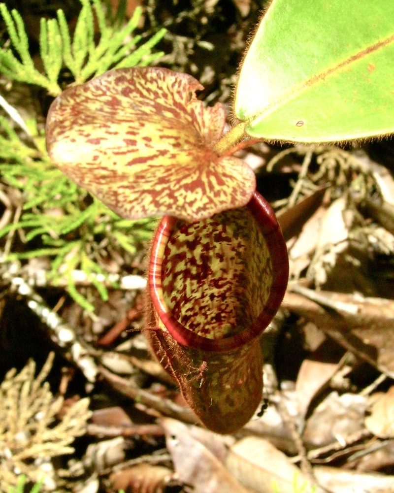 Nepenthes stenophylla, photographed by Shawn O'Donnell