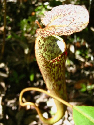 Nepenthes stenophylla, photographed by Shawn O'Donnell