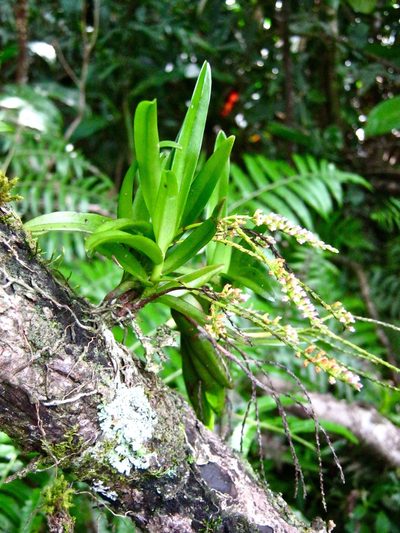 Schoenorchis paniculata, photographed by Shawn O'Donnell