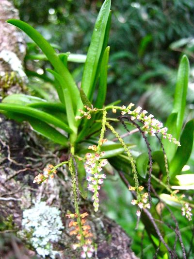 Schoenorchis paniculata, photographed by Shawn O'Donnell