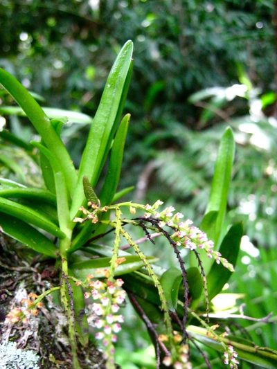 Schoenorchis paniculata, photographed by Shawn O'Donnell