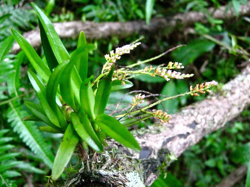 Schoenorchis paniculata, photographed by Shawn O'Donnell