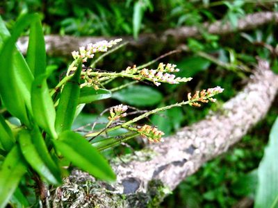 Schoenorchis paniculata, photographed by Shawn O'Donnell