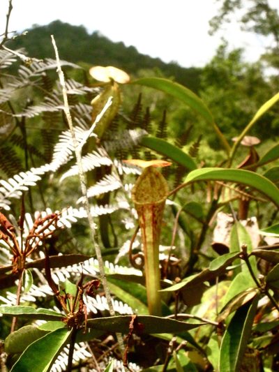 Nepenthes stenophylla, photographed by Shawn O'Donnell