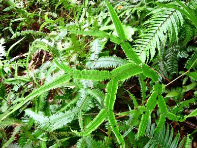 Sticheroides truncata, photographed by Shawn O'Donnell