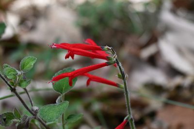 Salvia elegans, photographed by Dante S. Figueroa