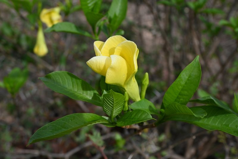 Tabernaemontana tomentosa, photographed by Dante S. Figueroa