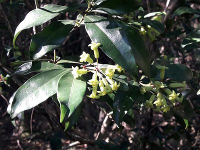 Peddiea africana, photographed by Ferncliffe forest wilding