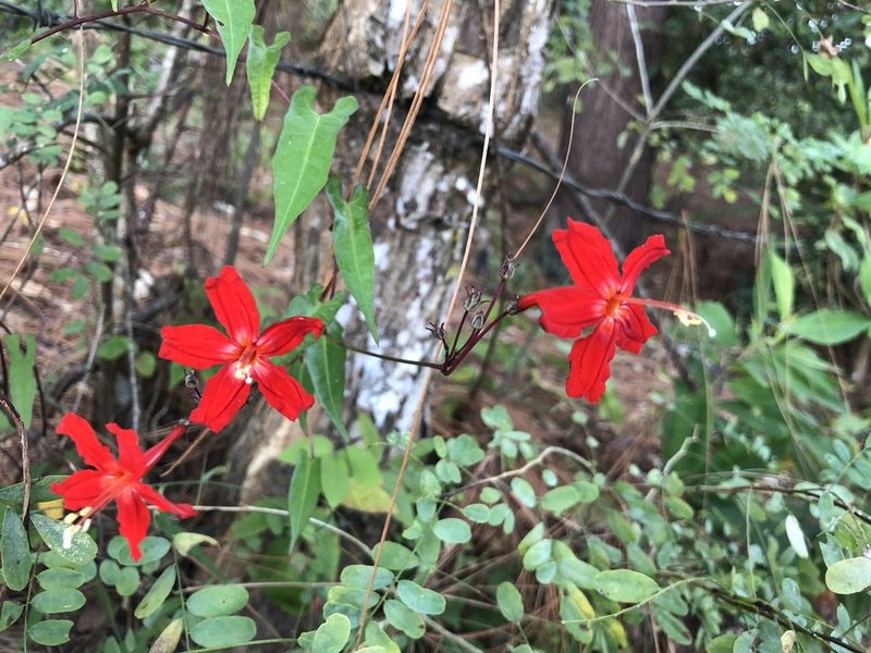 Ipomoea spectata, photographed by desertnaturalist