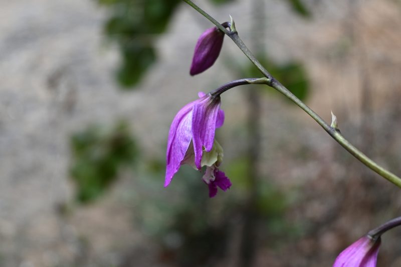 Bletia macristhmochila, photographed by Dante S. Figueroa