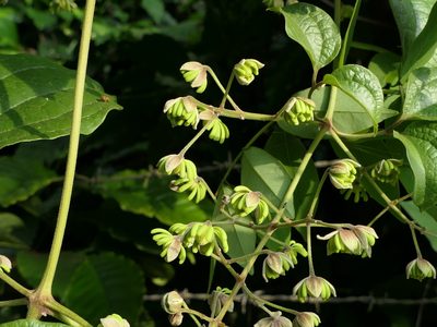 Clematis zeylanica, photographed by Dinesh Valke