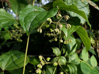 Clematis zeylanica, photographed by Dinesh Valke