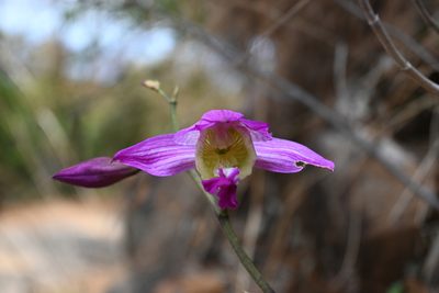 Bletia macristhmochila, photographed by Dante S. Figueroa