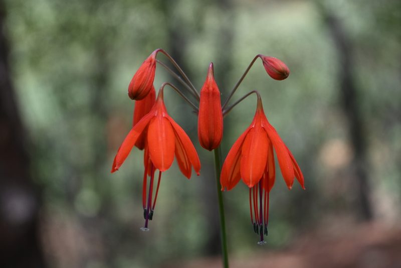 Bessera elegans, photographed by Dante S. Figueroa